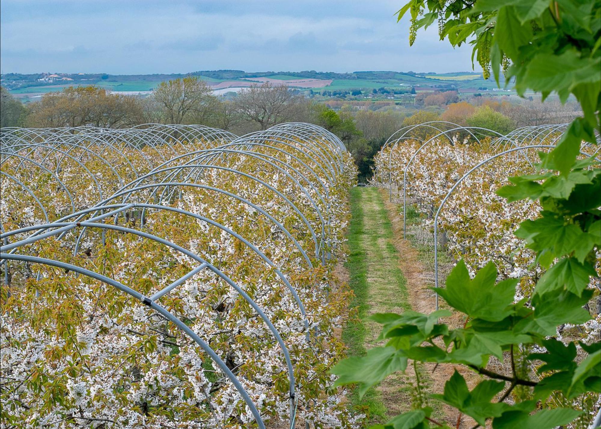 Cherry Lodge Godshill  Buitenkant foto